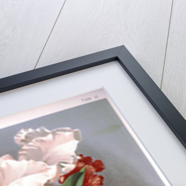 Orchid by Frederick Sander