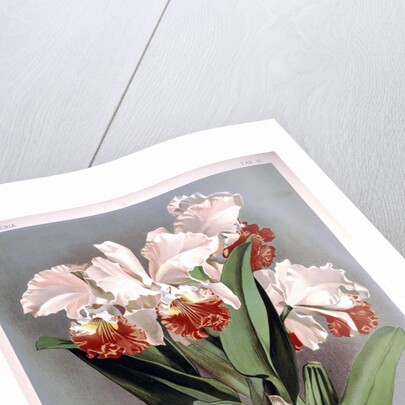 Orchid by Frederick Sander