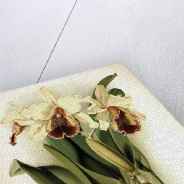 Orchid by Frederick Sander