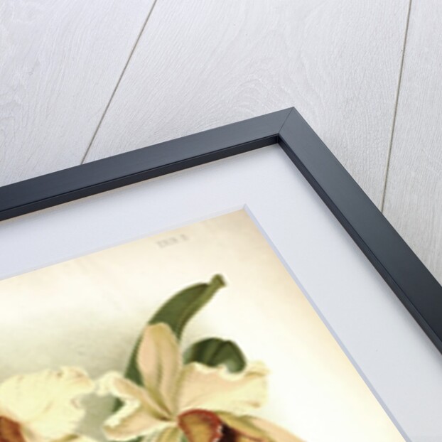 Orchid by Frederick Sander