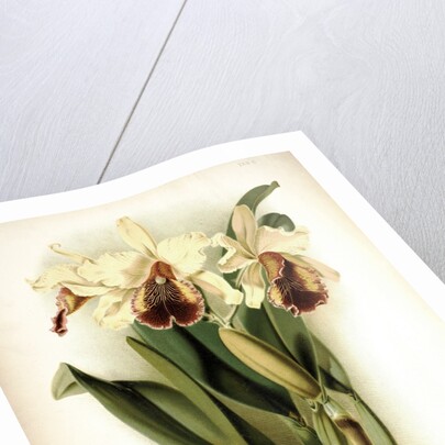 Orchid by Frederick Sander