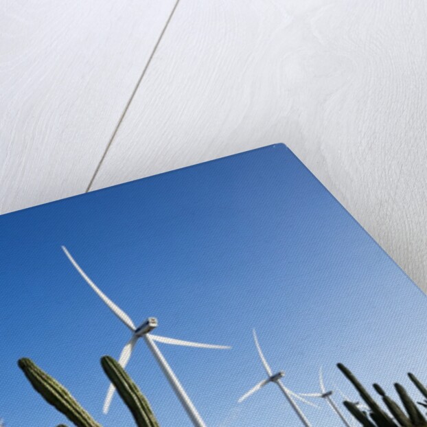 Wind Turbines and Cactus at Aruba by Anonymous