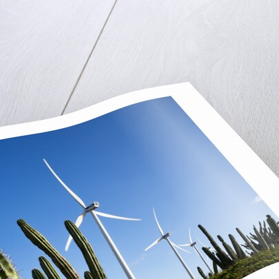Wind Turbines and Cactus at Aruba by Anonymous