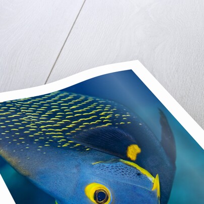 French Angelfish, Bonaire by Anonymous