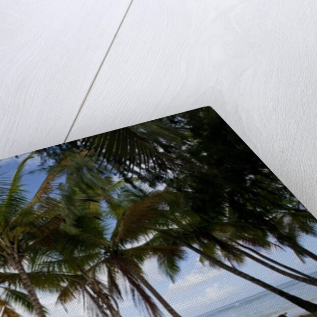 Palm Tree along Caribbean beach in Dominican Republic by Anonymous