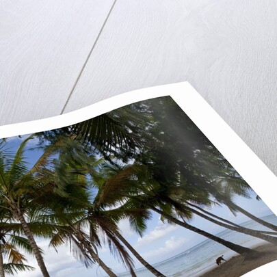 Palm Tree along Caribbean beach in Dominican Republic by Anonymous