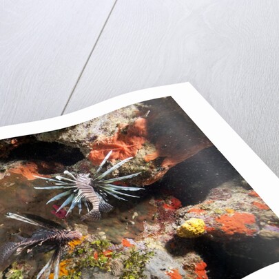 Lionfish in coral reef in Dominican Republic by Anonymous