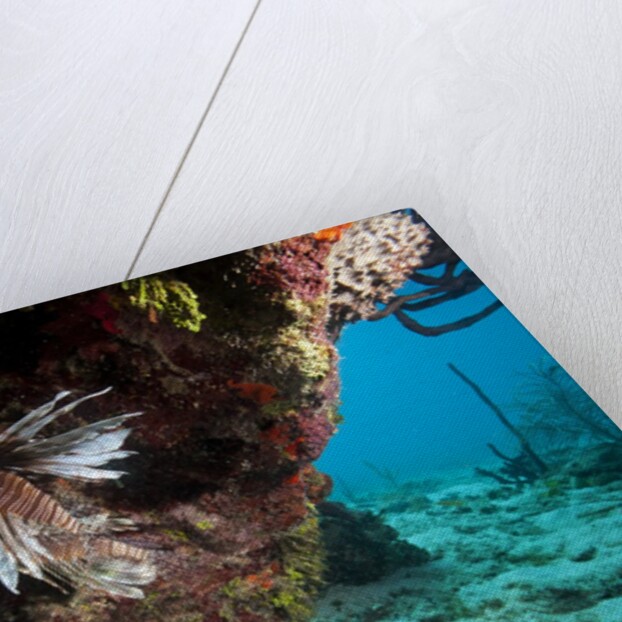 Lionfish in coral reef in Dominican Republic by Anonymous