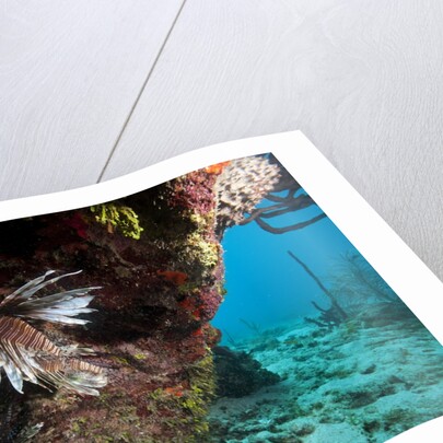 Lionfish in coral reef in Dominican Republic by Anonymous