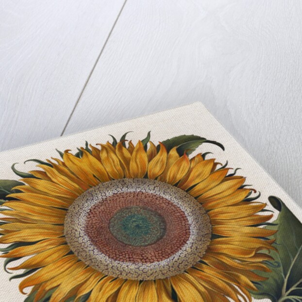 Common sunflower by Anonymous