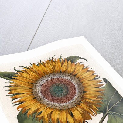 Common sunflower by Anonymous