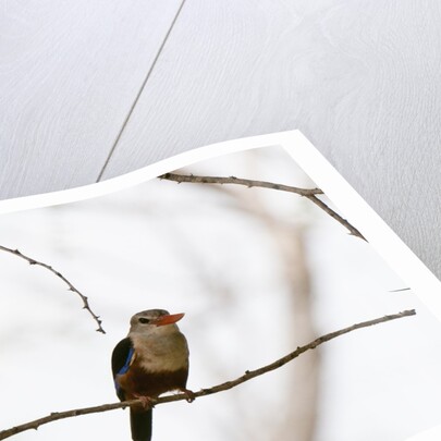 Grey-headed Kingfisher (Halcyon leucocephala), Tsavo East National Park, Kenya. by Anonymous