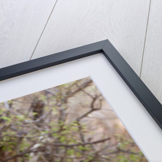 Gerenuk (Litocranius walleri), Tsavo East National Park, Kenya. by Anonymous