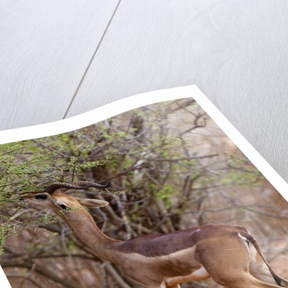 Gerenuk (Litocranius walleri), Tsavo East National Park, Kenya. by Anonymous