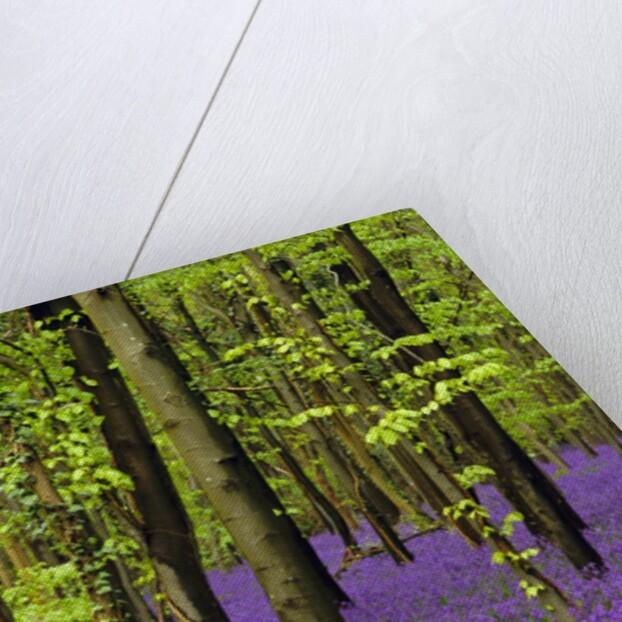 Bluebells (hyacinthoides non-scriptus) in a beech wood (fagus sylvatica), West Stoke, West Sussex, England, UK, Europe by Anonymous