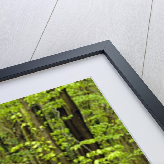 Bluebells (hyacinthoides non-scriptus) in a beech wood (fagus sylvatica), West Stoke, West Sussex, England, UK, Europe by Anonymous