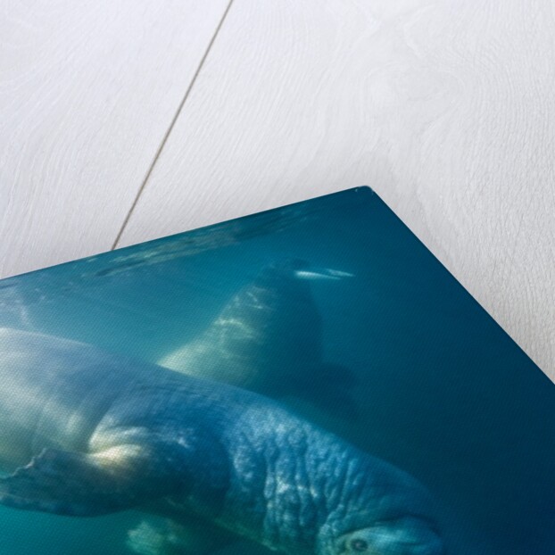Two walruses underwater by Anonymous
