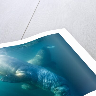 Two walruses underwater by Anonymous