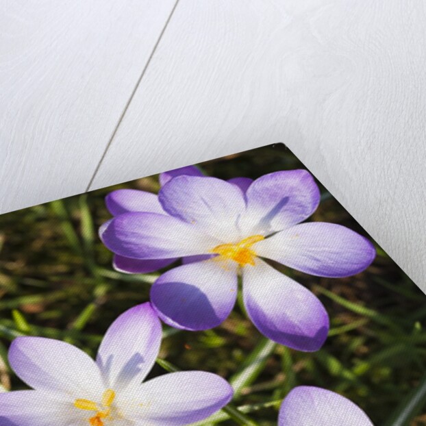 Crocus flowers by Anonymous