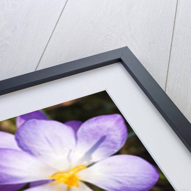 Crocus flowers by Anonymous