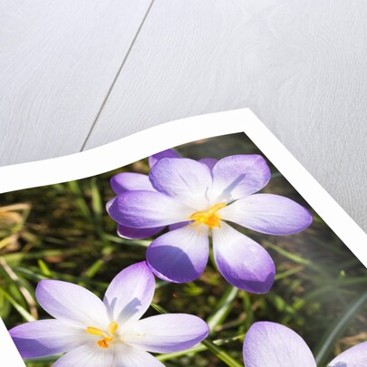 Crocus flowers by Anonymous
