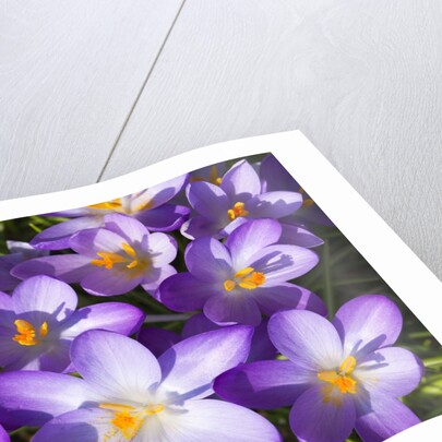 Crocus flowers by Anonymous