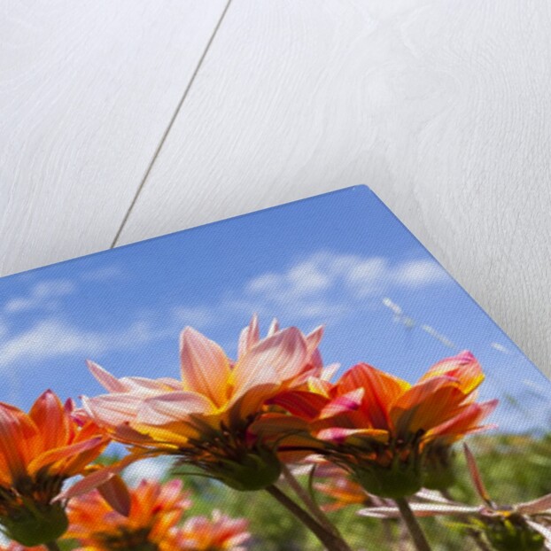 Gazania flowers by Anonymous