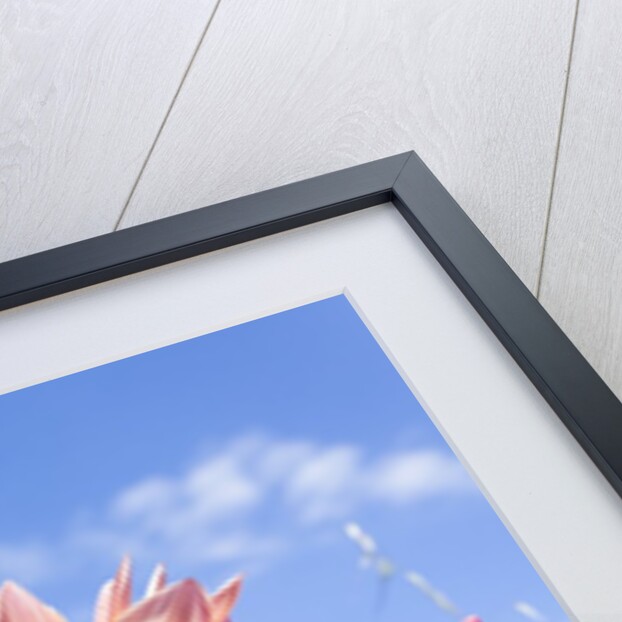 Gazania flowers by Anonymous