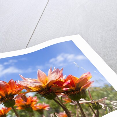 Gazania flowers by Anonymous