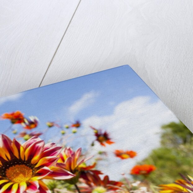 Gazania flowers by Anonymous