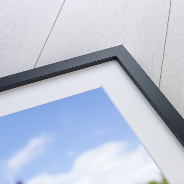 Gazania flowers by Anonymous