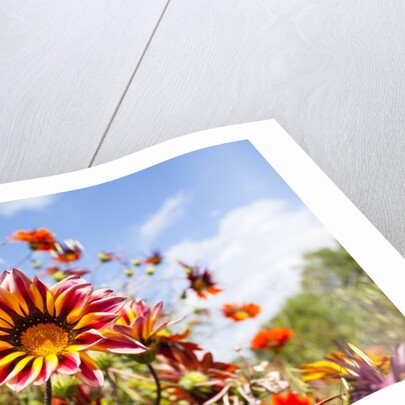 Gazania flowers by Anonymous