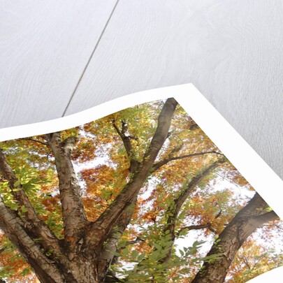 Tree in Autumn, Belgium by Anonymous