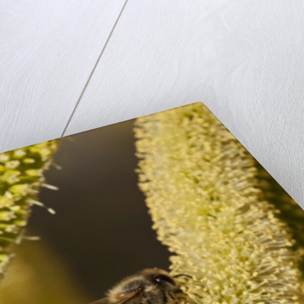 Close up of honey bee pollinating flower of Acacia Pycnantha tree by Anonymous