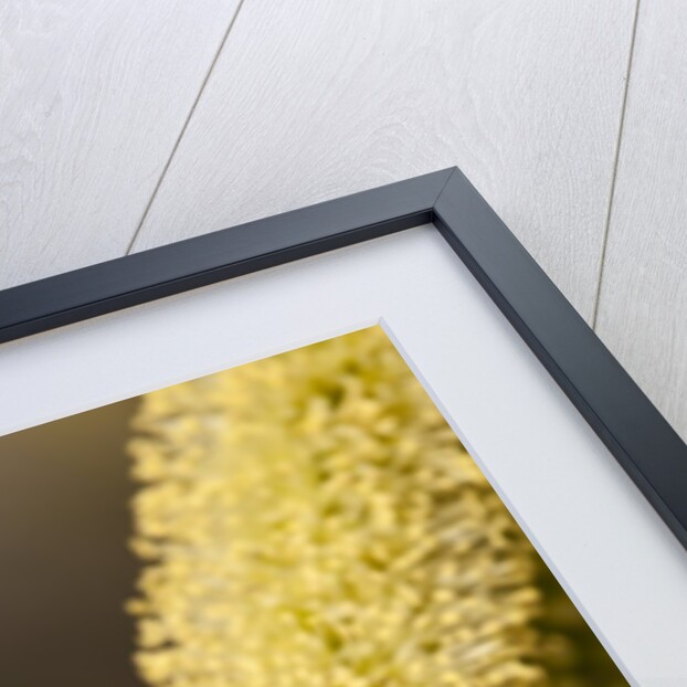 Close up of honey bee pollinating flower of Acacia Pycnantha tree by Anonymous