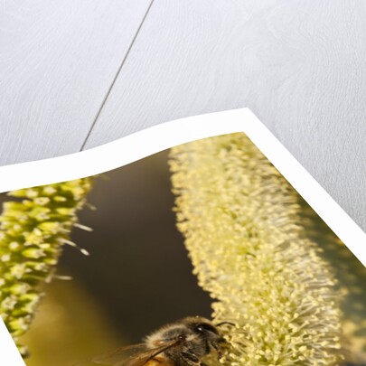 Close up of honey bee pollinating flower of Acacia Pycnantha tree by Anonymous