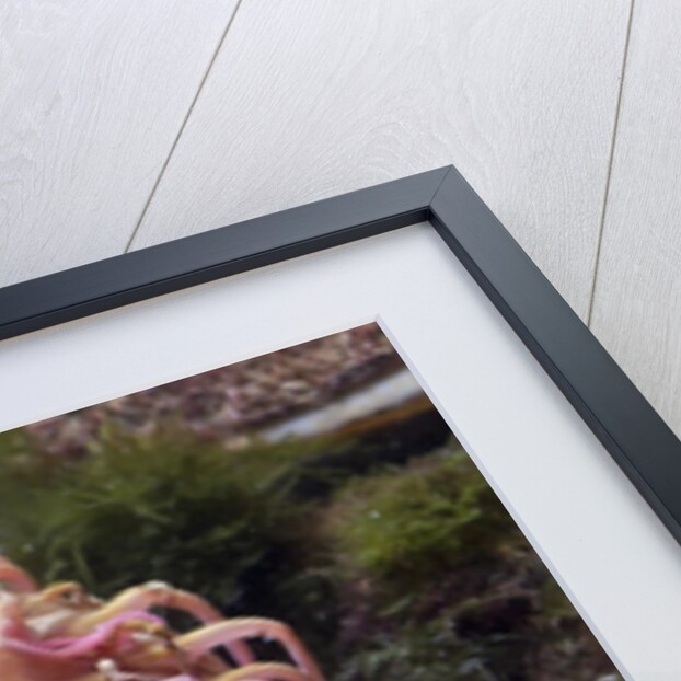 Close up of sea anemone at New England Aquarium by Anonymous