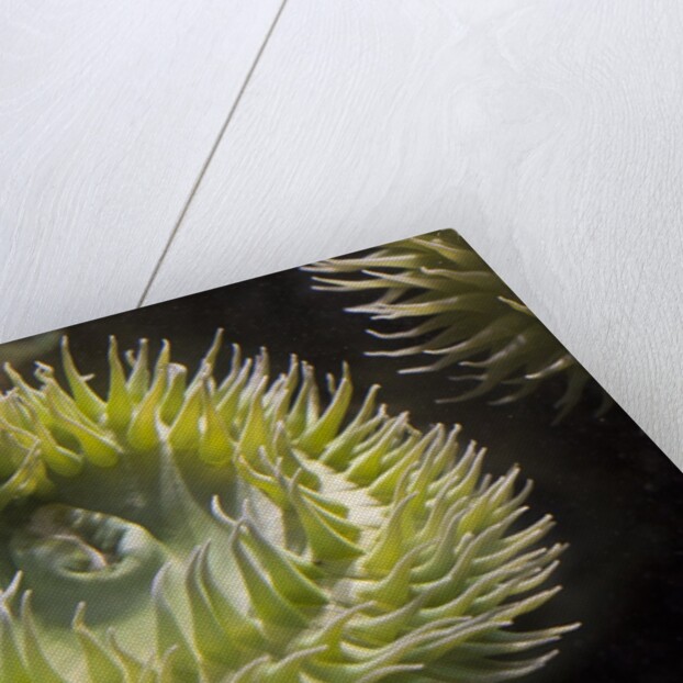 Close up of green sea anemone at New England Aquarium by Anonymous