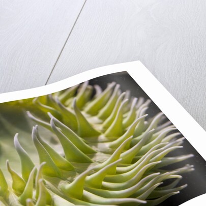 Close up of green sea anemone at New England Aquarium by Anonymous