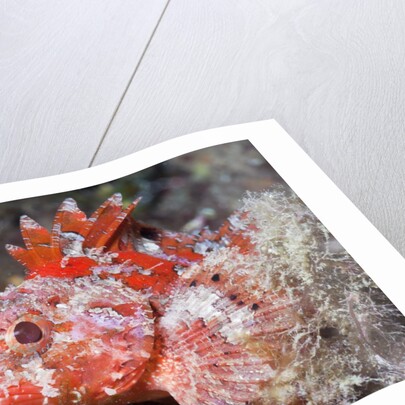 Lesser Red Scorpionfish (Scorpaena notata), Tamariu, Costa Brava, Mediterranean Sea, Spain by Anonymous
