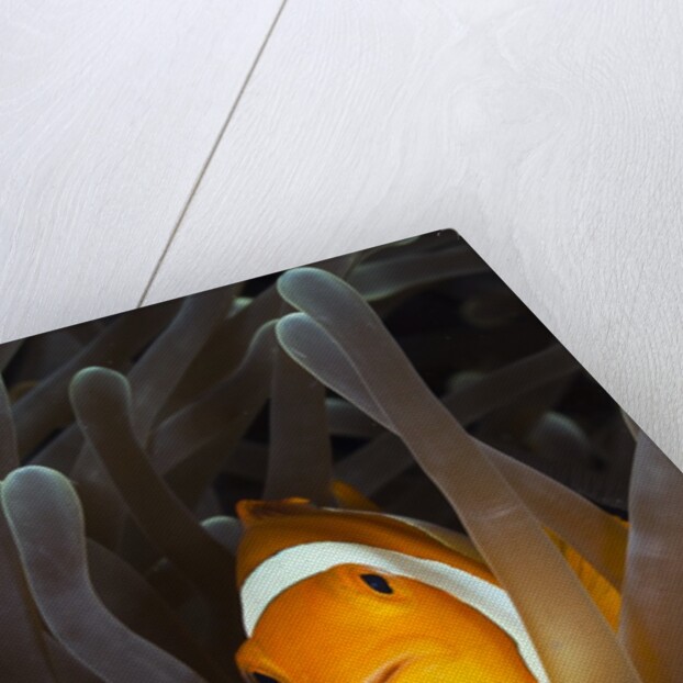Clown Anemonefish (Amphiprion ocellaris), Raja Ampat, West Papua, Indonesia by Anonymous
