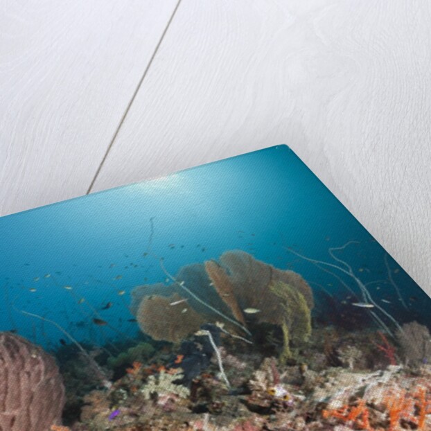 Coral Reef, Raja Ampat, West Papua, Indonesia by Anonymous