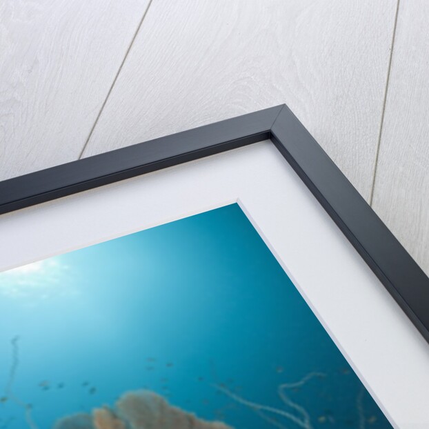 Coral Reef, Raja Ampat, West Papua, Indonesia by Anonymous