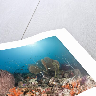 Coral Reef, Raja Ampat, West Papua, Indonesia by Anonymous