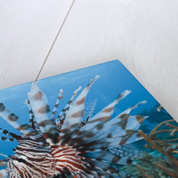 Lionfish (Pterois volitans), Raja Ampat, West Papua, Indonesia by Anonymous