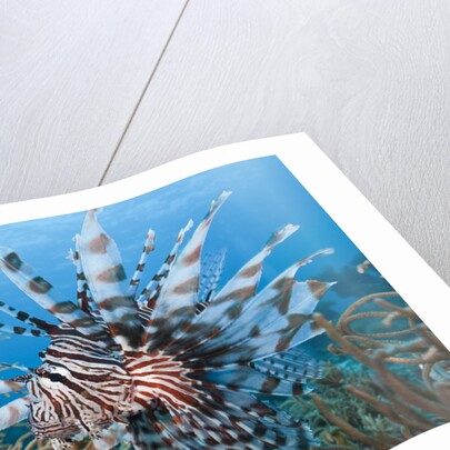Lionfish (Pterois volitans), Raja Ampat, West Papua, Indonesia by Anonymous