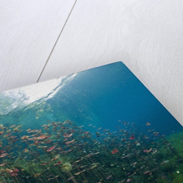 Water Lilies in Car Wash Cenote, Aktun Ha, Tulum, Yucatan Peninsula, Mexico by Anonymous