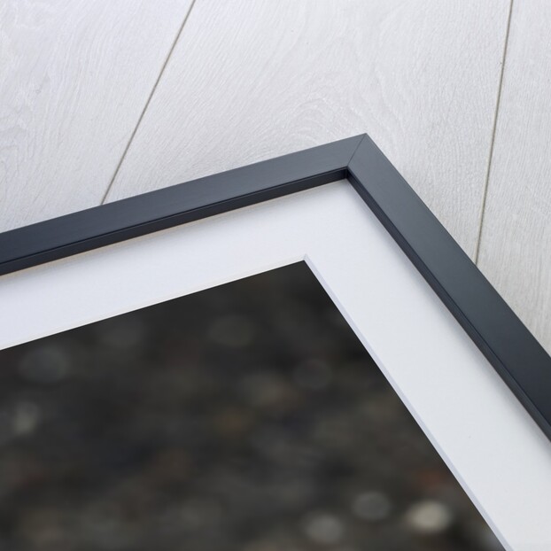 Snake or Hairtail Blenny head (Xiphasia setifer), Lembeh Strait, North Sulawesi, Indonesia by Anonymous