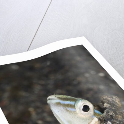 Snake or Hairtail Blenny head (Xiphasia setifer), Lembeh Strait, North Sulawesi, Indonesia by Anonymous