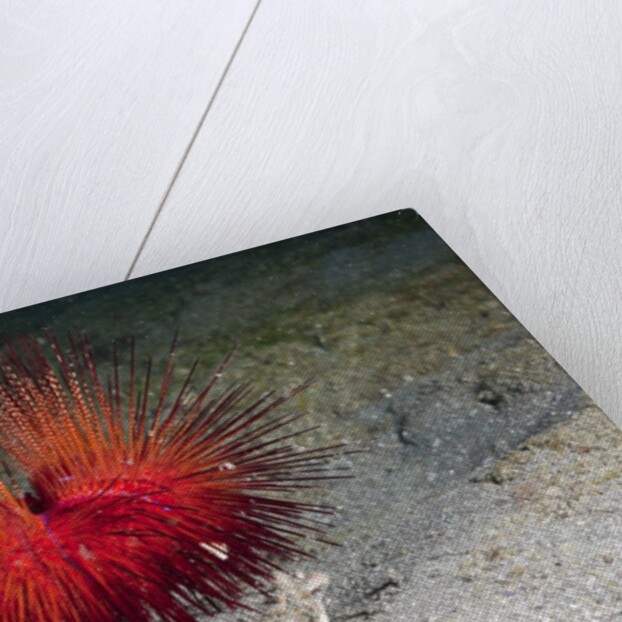 Urchin Crab (Dorippe frascone) carrying a Red Sea Urchin (Astropyga radiata), Lembeh Strait, North Sulawesi, Indonesia by Anonymous